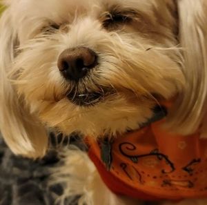 Meet your Posher, Lucy